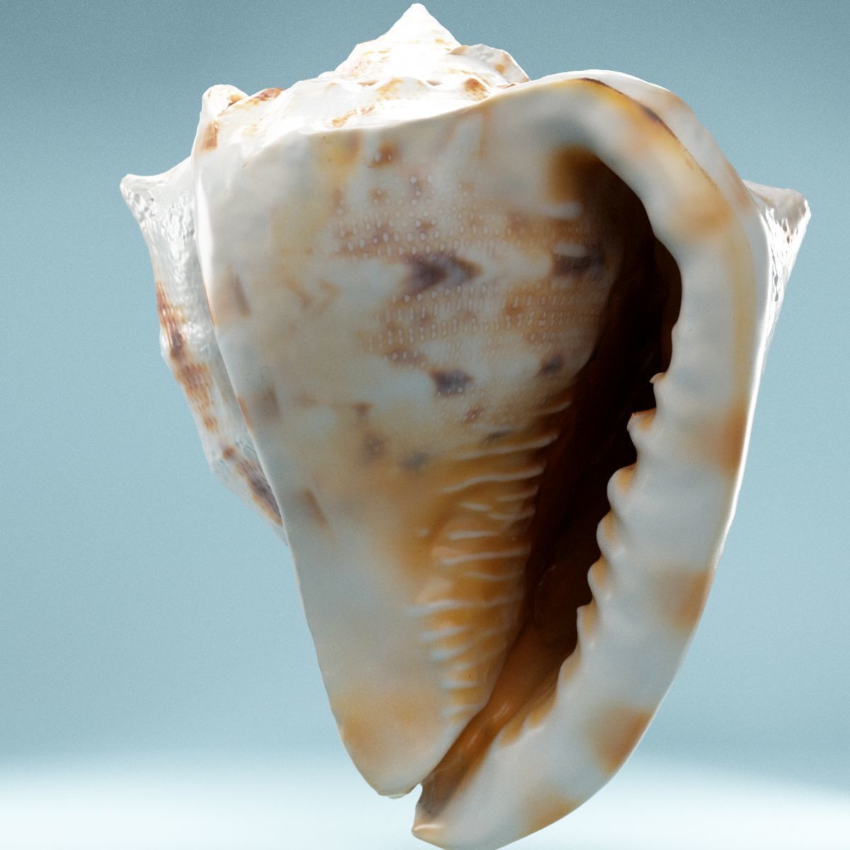 Shell Brown Low-poly 3D model_6