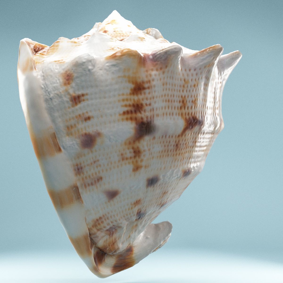 Shell Brown Low-poly 3D model_3