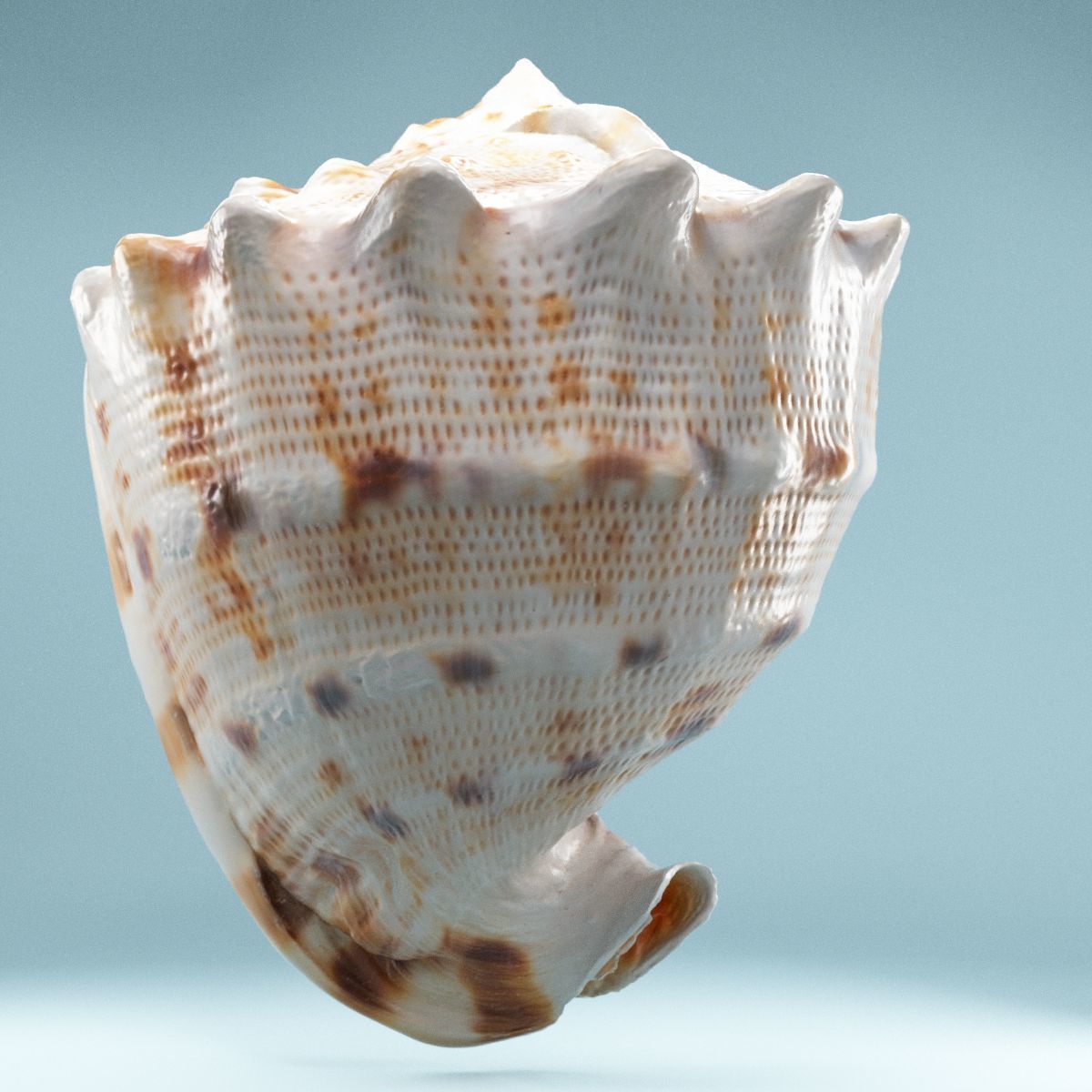 Shell Brown Low-poly 3D model_1
