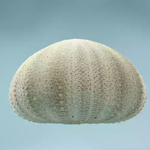Shell Green Low-poly 3D model