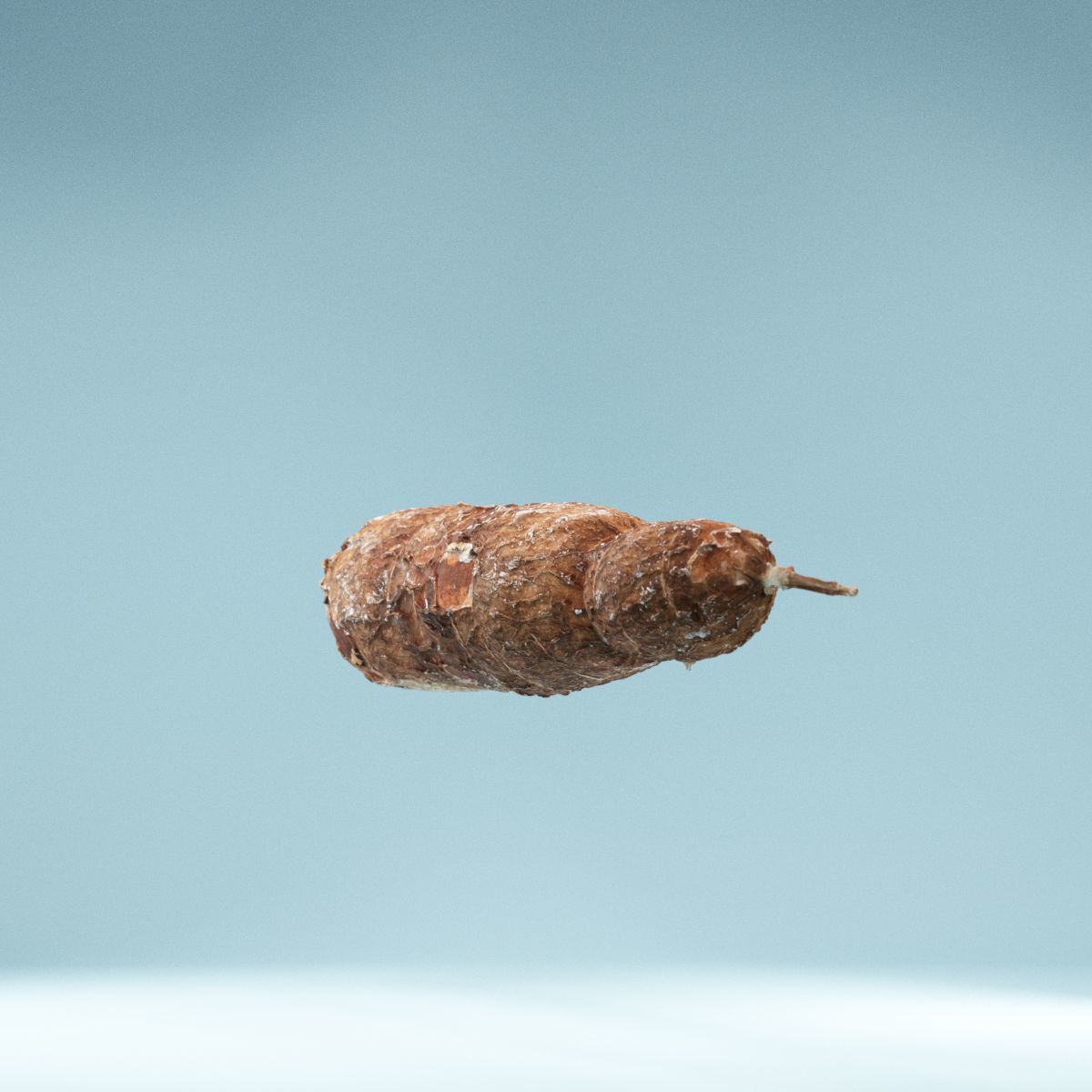 Cassava Manioc Low-poly 3D model_10