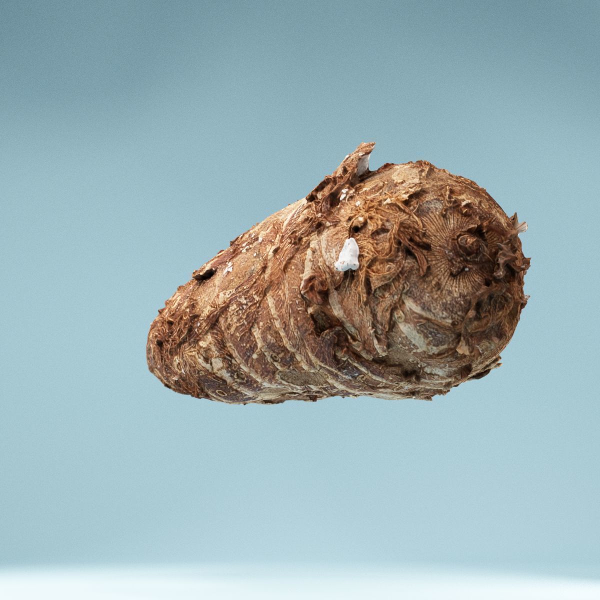 Yuca Manioc Cassava Low-poly 3D model_10