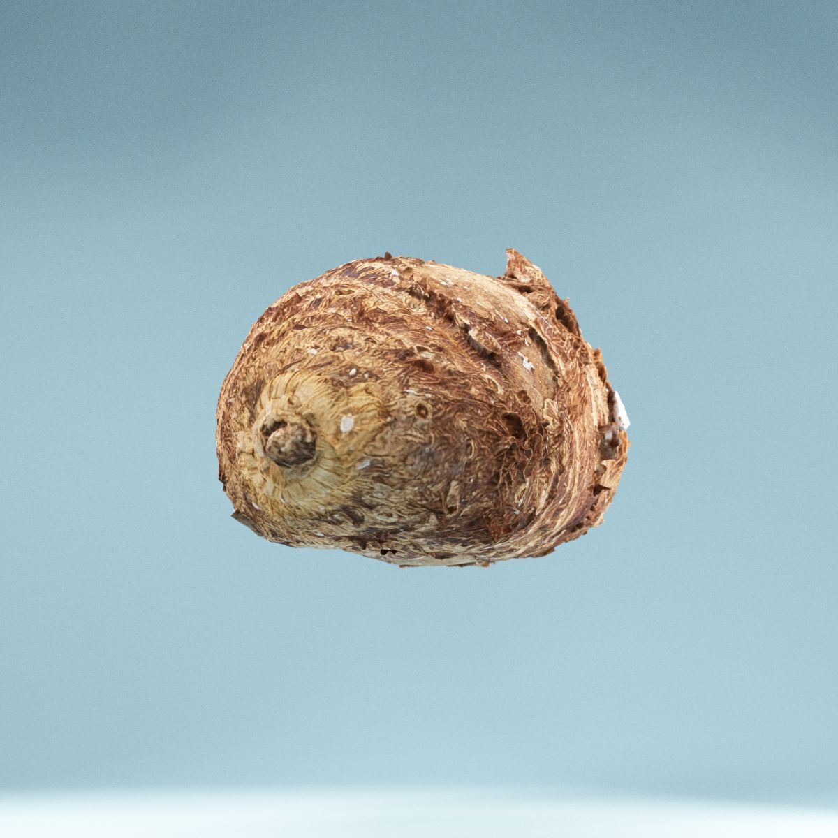 Yuca Manioc Cassava Low-poly 3D model_2