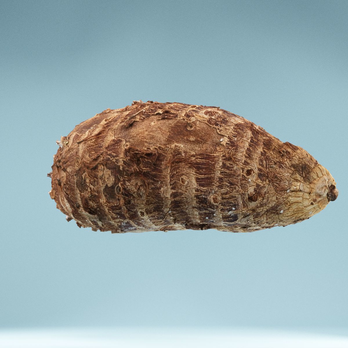 Yuca Manioc Cassava Low-poly 3D model_5