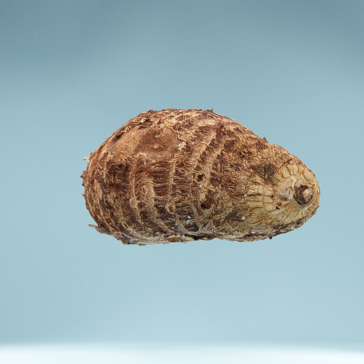 Yuca Manioc Cassava Low-poly 3D model_4