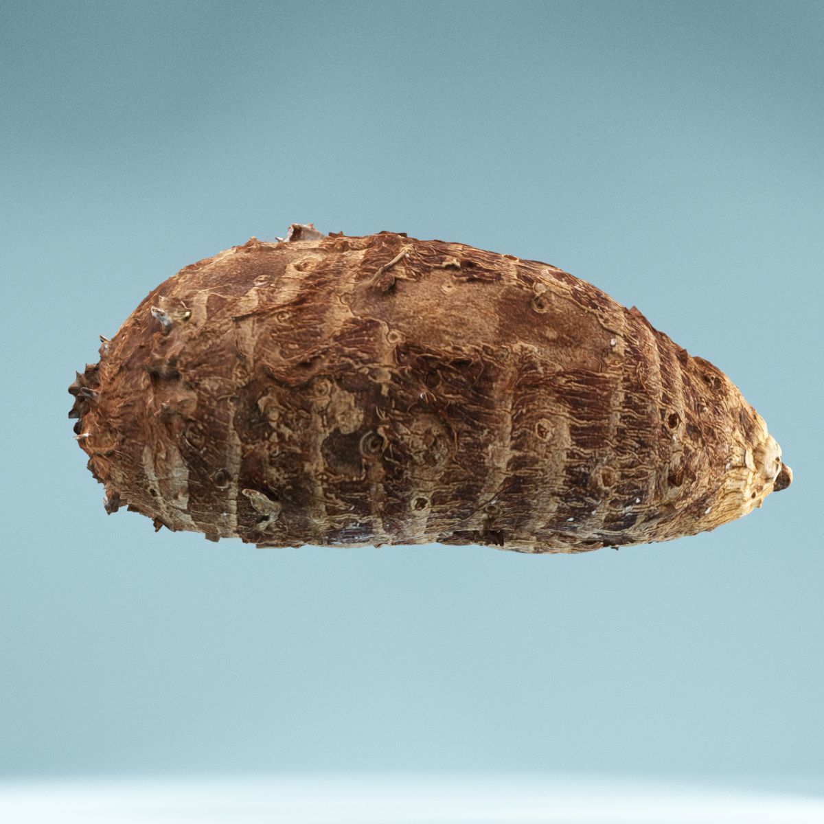 Yuca Manioc Cassava Low-poly 3D model_6