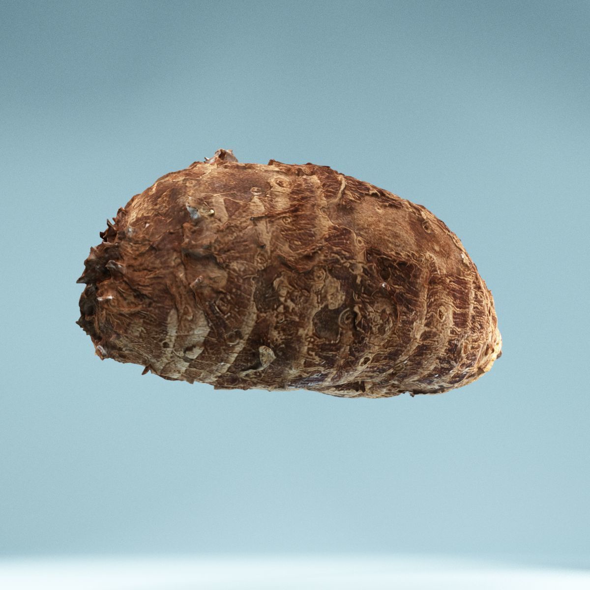 Yuca Manioc Cassava Low-poly 3D model_7