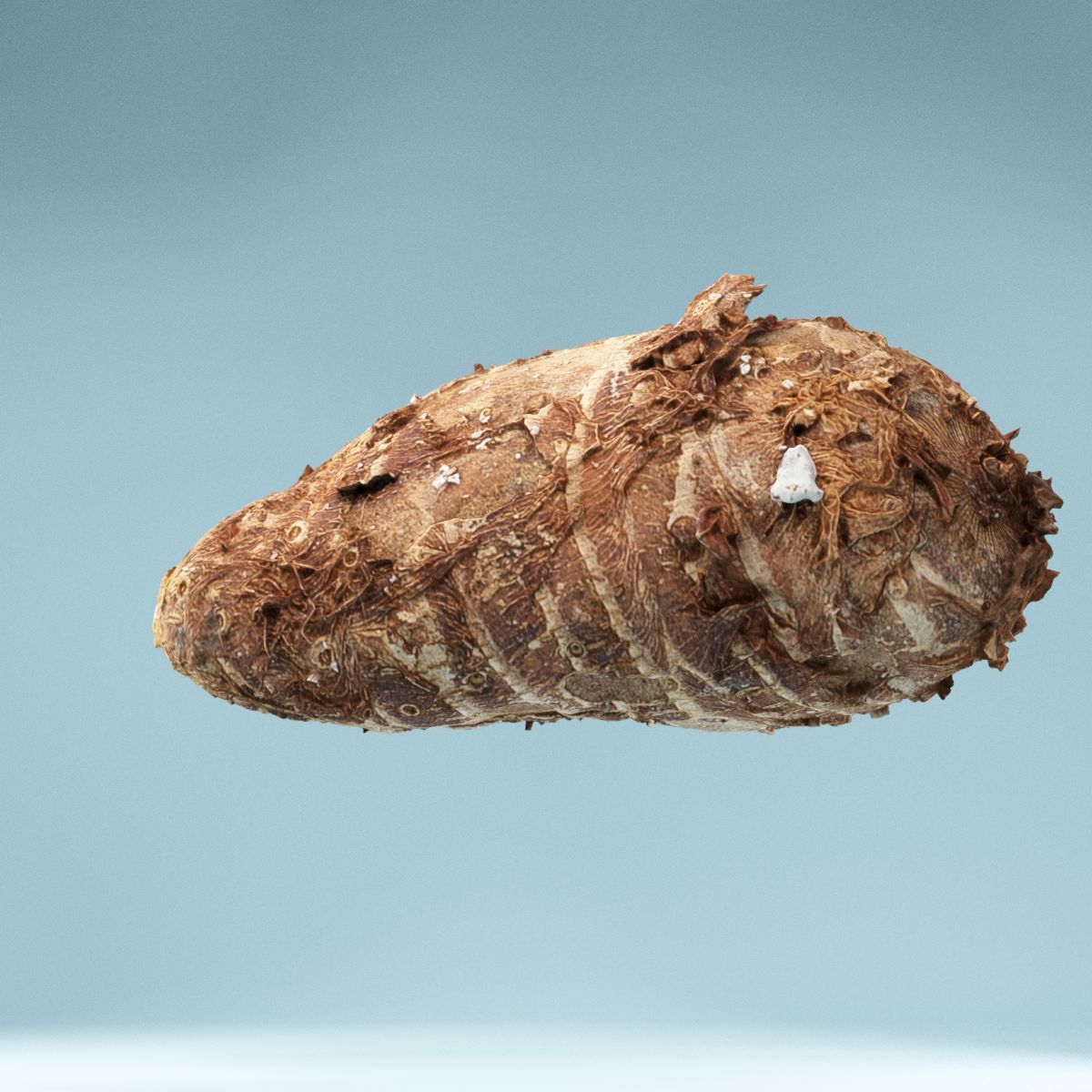 Yuca Manioc Cassava Low-poly 3D model_11