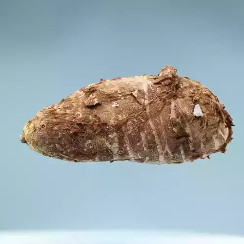 Yuca Manioc Cassava Low-poly 3D model