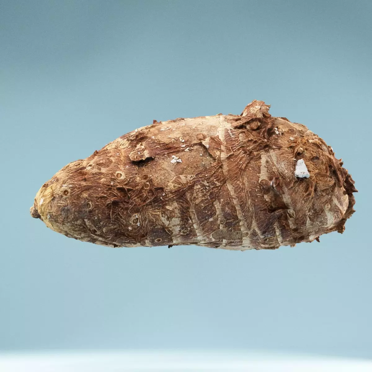 Yuca Manioc Cassava Low-poly 3D model_0