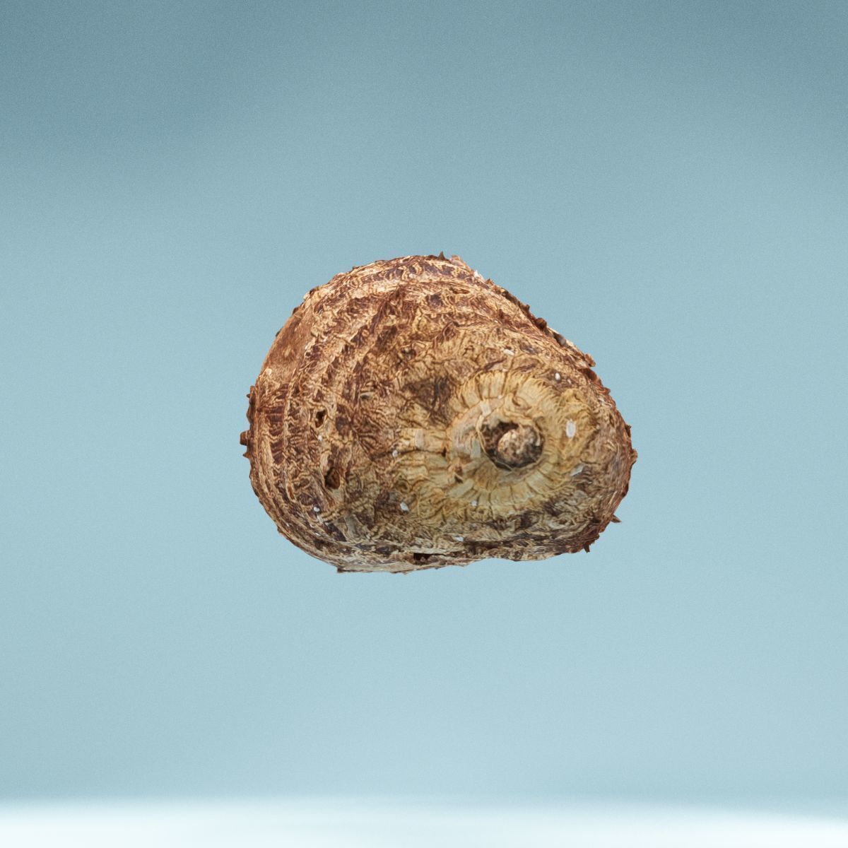 Yuca Manioc Cassava Low-poly 3D model_3