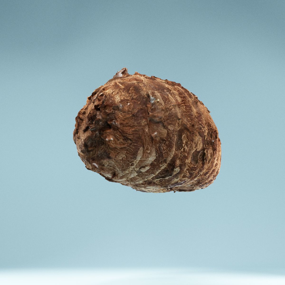 Yuca Manioc Cassava Low-poly 3D model_8