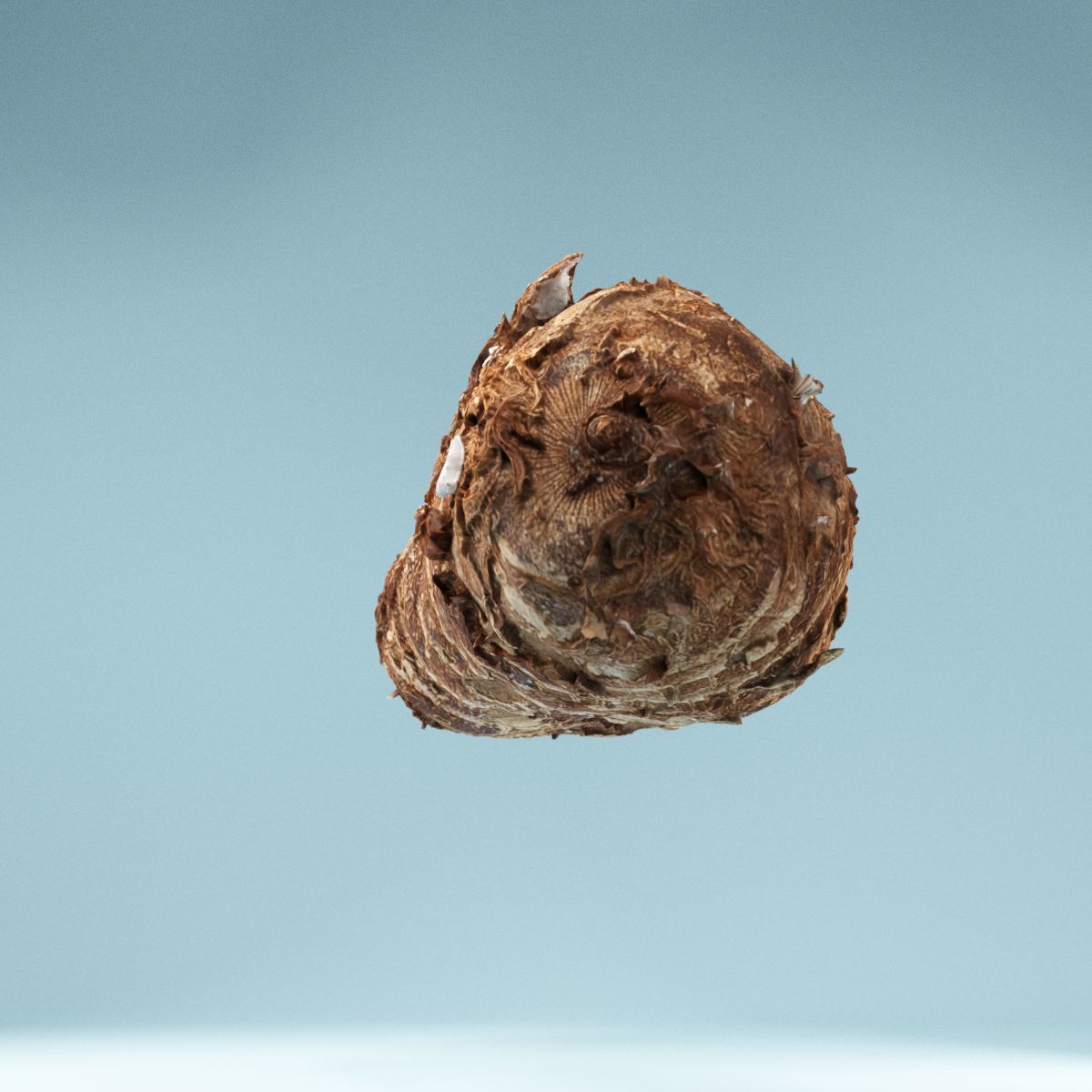 Yuca Manioc Cassava Low-poly 3D model_9