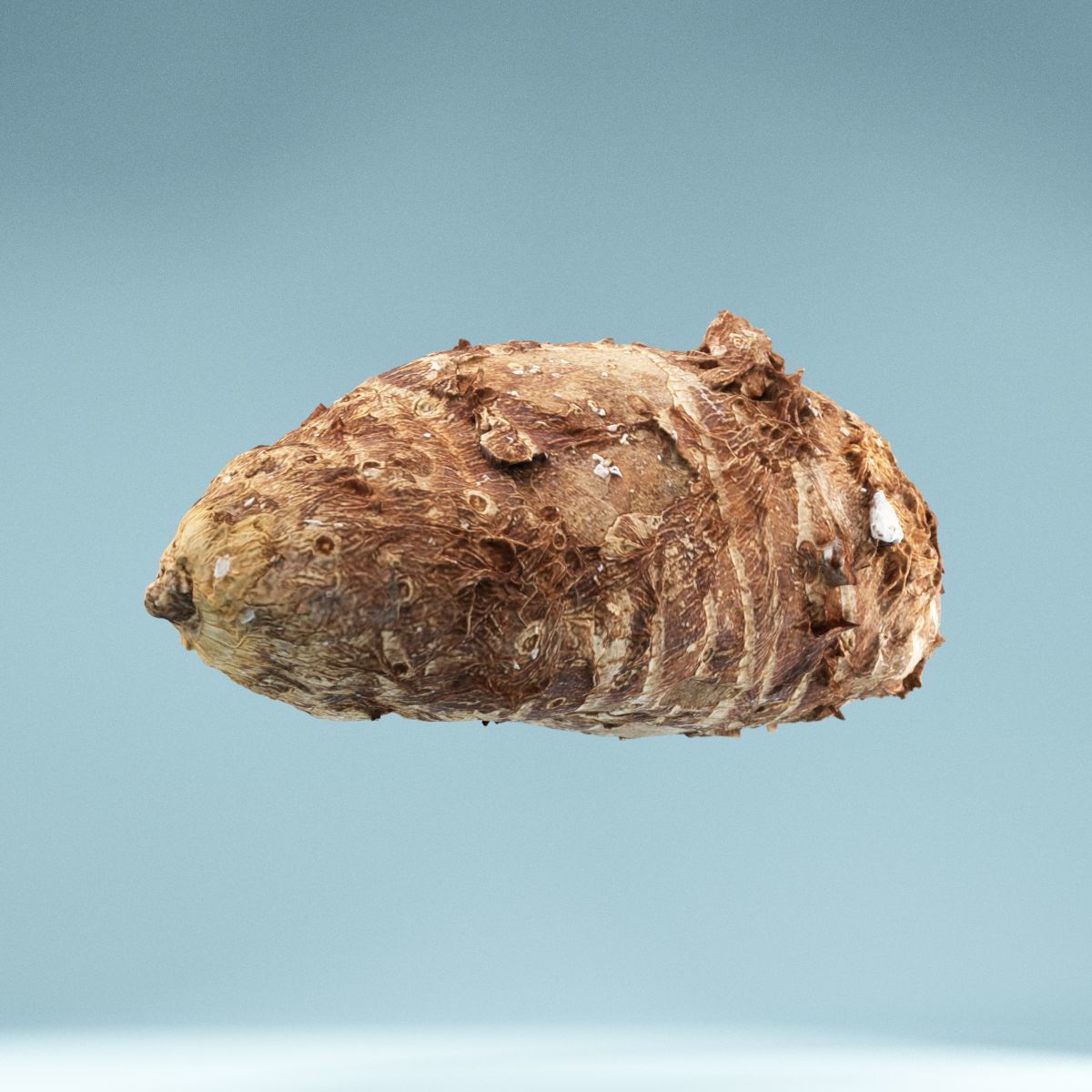 Yuca Manioc Cassava Low-poly 3D model_1