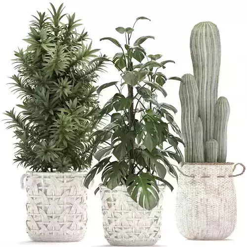 Collection of Exotic plants cactus monsterra 344