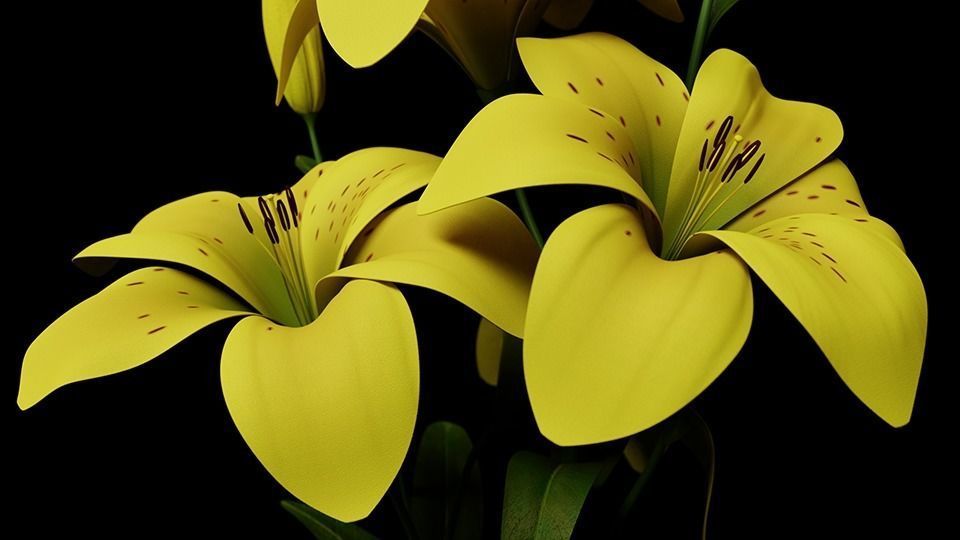 a YELLOW Lily
