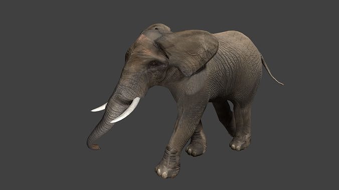 Elephant with tusks Low-poly 3D model