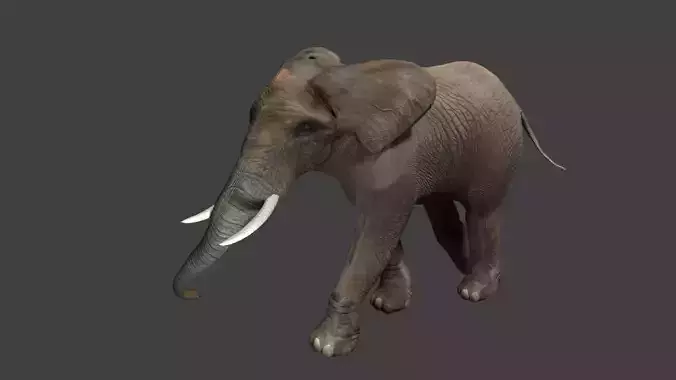 Elephant with tusks Low-poly 3D model
