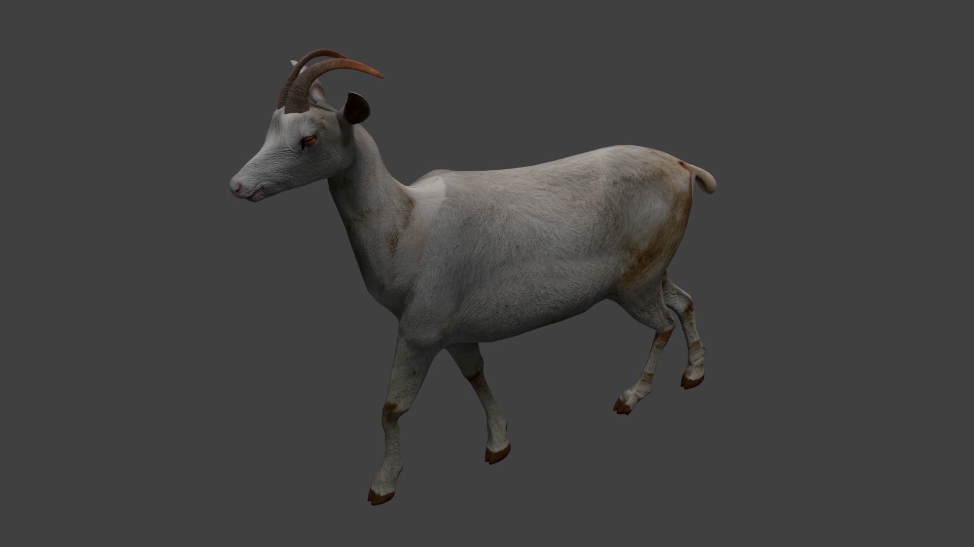 Saanen goat Low-poly 3D model_7
