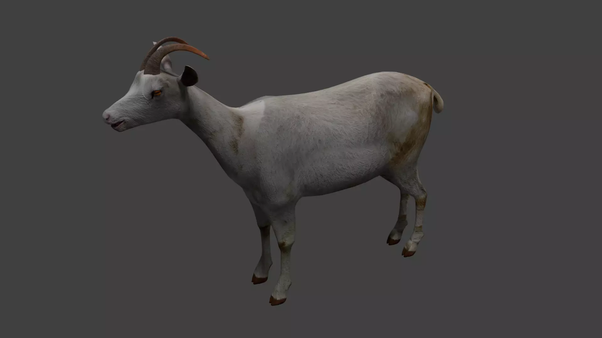Saanen goat Low-poly 3D model_0