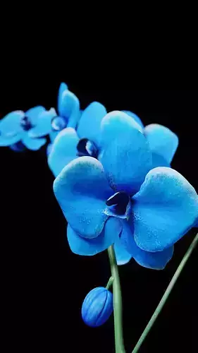 a BLUE Orchid 3D model