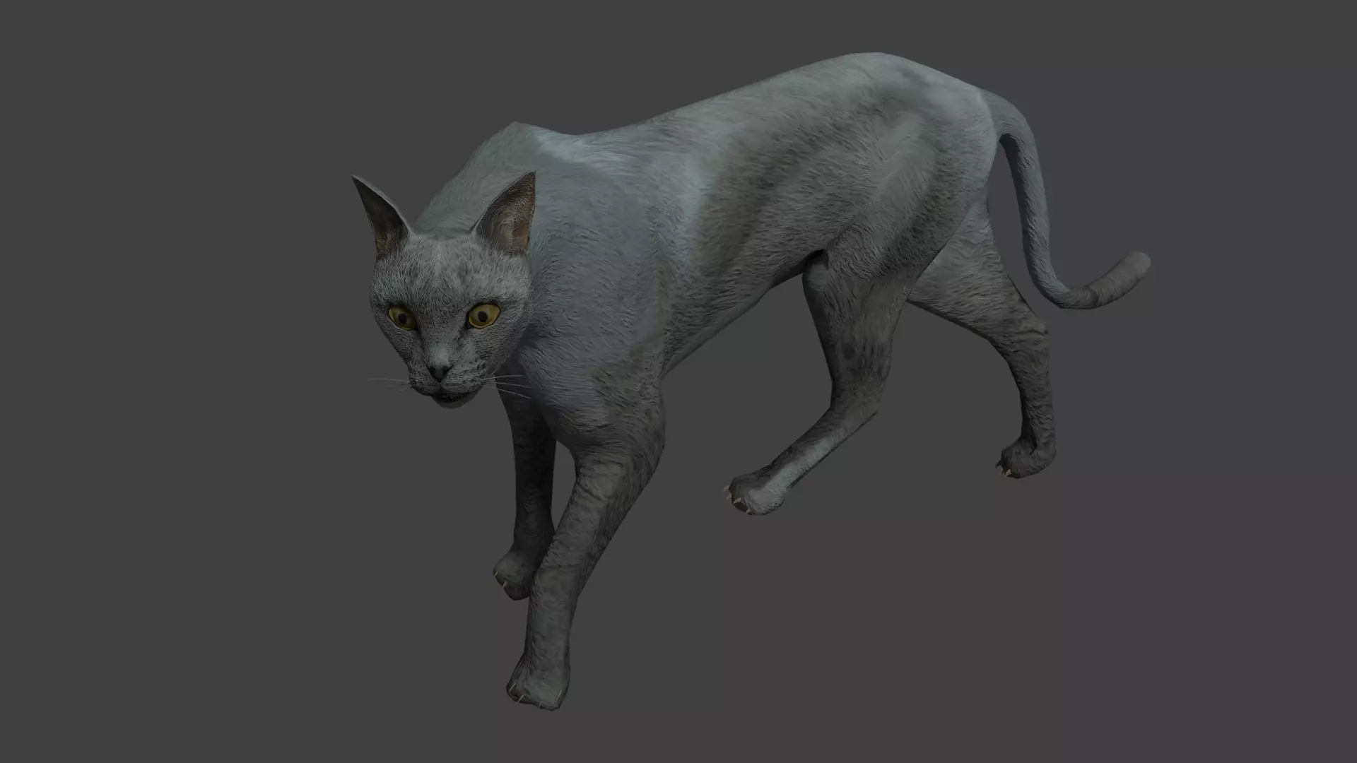 Gray cat Low-poly 3D model_0