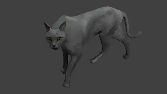 Gray cat