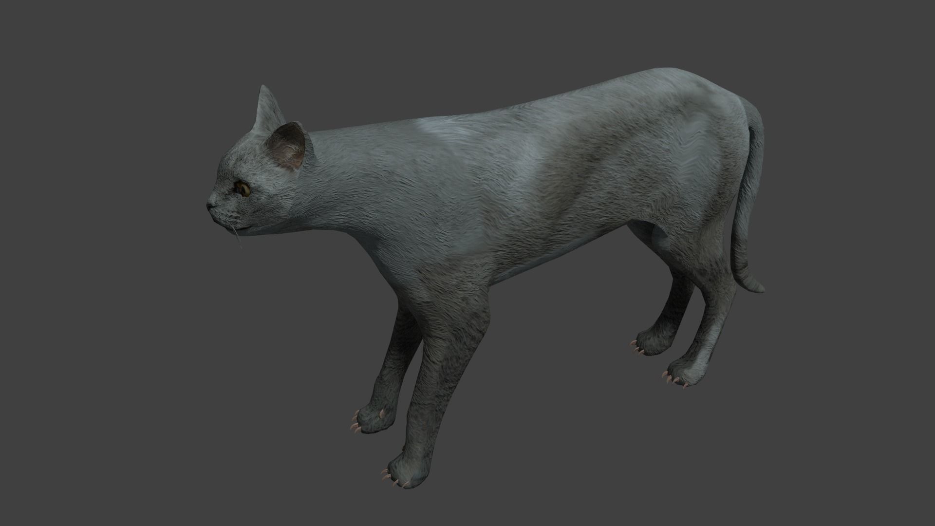Gray cat Low-poly 3D model_3