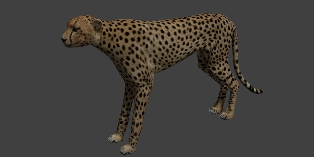 Cheetah running Low-poly 3D model_4