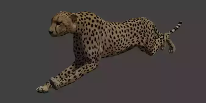 Cheetah running Low-poly 3D model