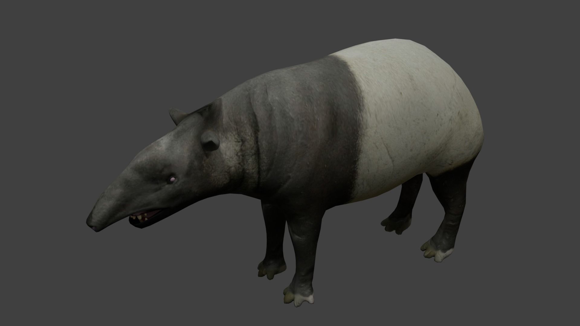 Tapir Low-poly 3D model_4