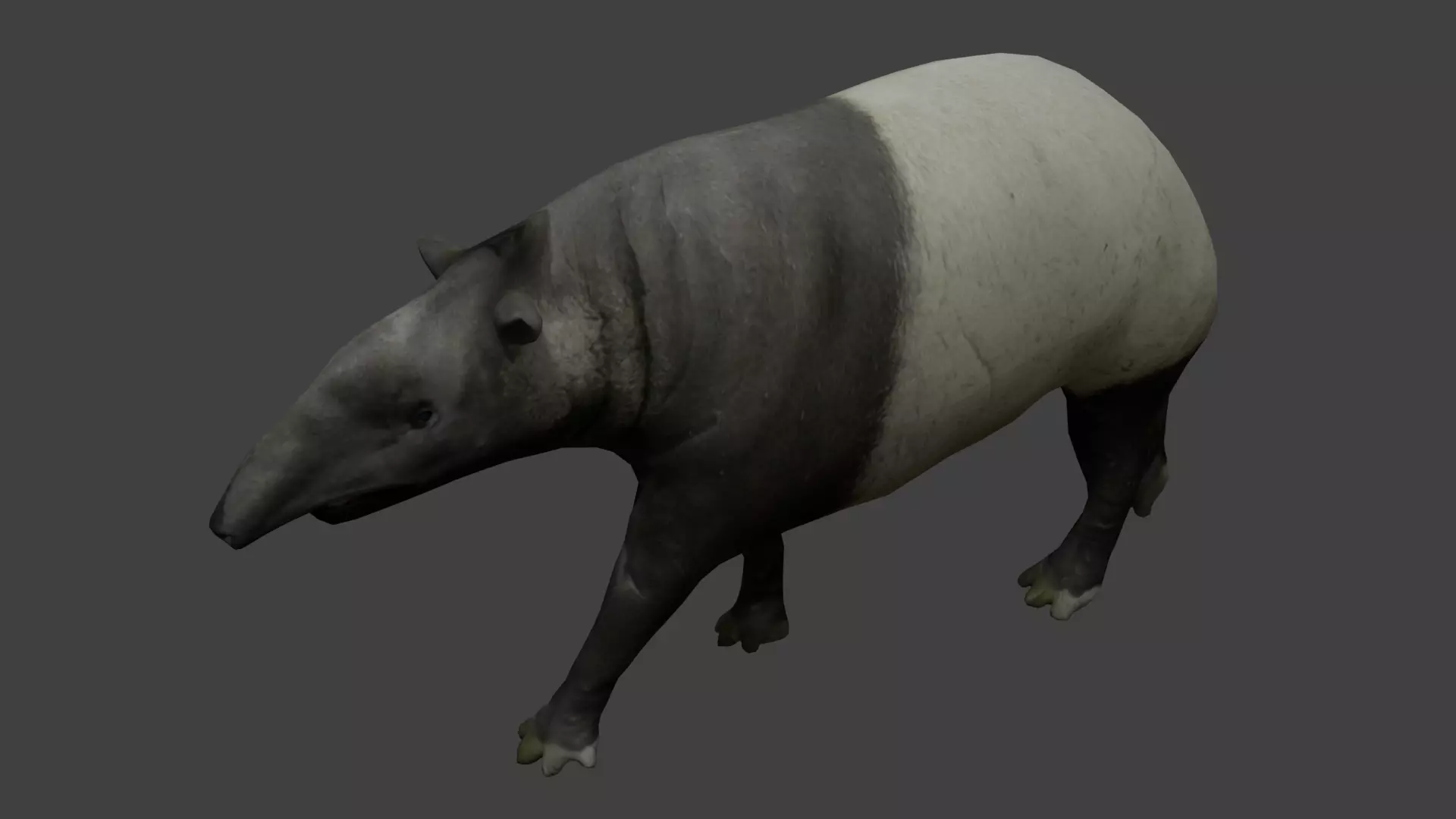 Tapir Low-poly 3D model_0