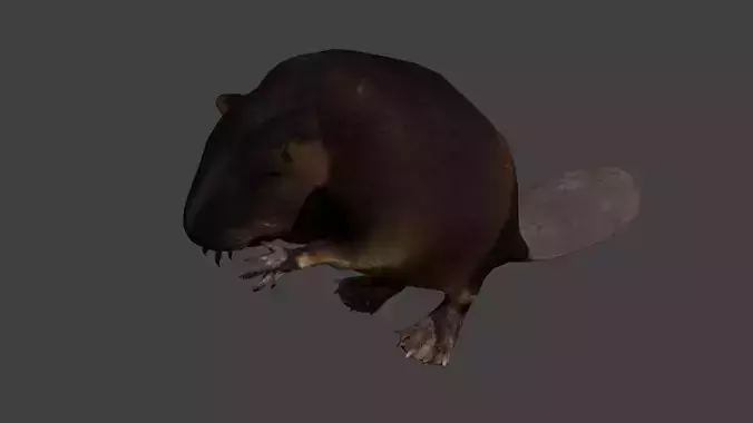 Beaver Low-poly 3D model