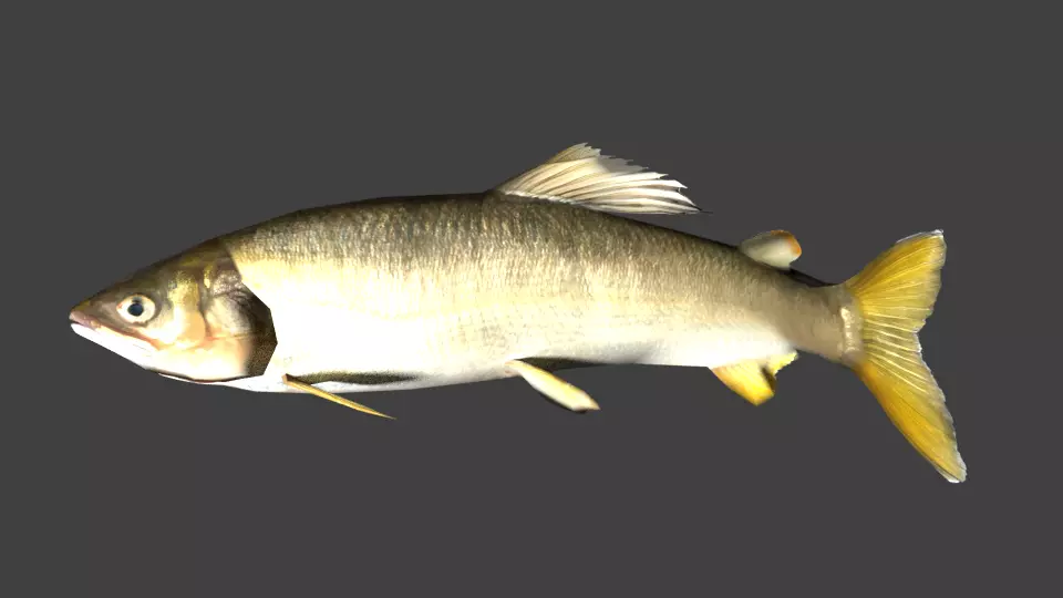 Sweetfish fish Low-poly 3D model_0