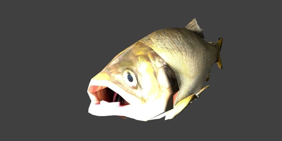 Sweetfish fish Low-poly 3D model_7