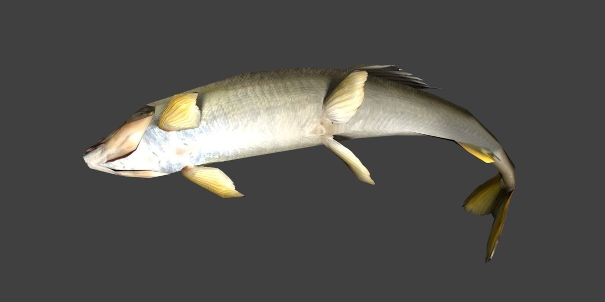 Sweetfish fish Low-poly 3D model_4