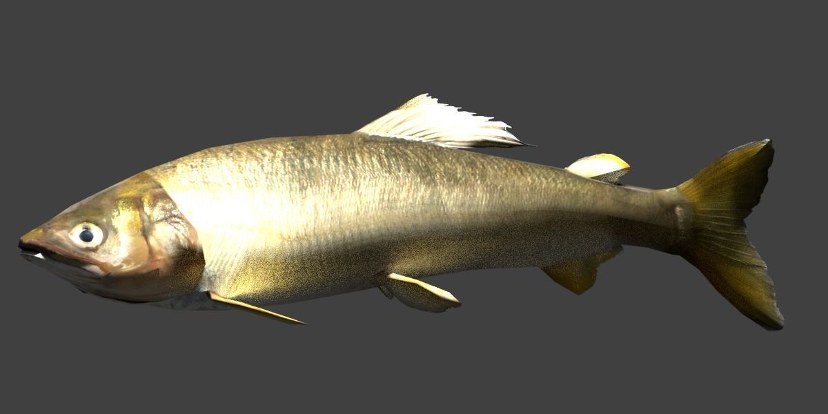 Sweetfish fish Low-poly 3D model_5
