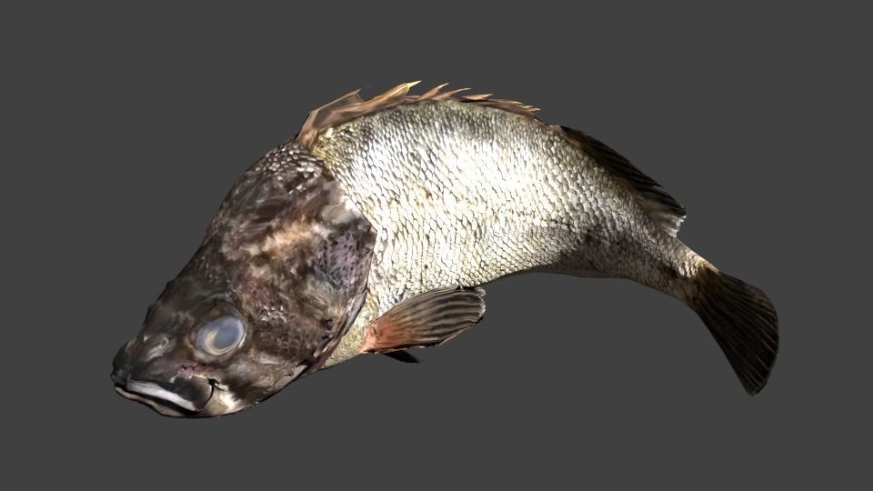 Black rockfish Low-poly 3D model_4