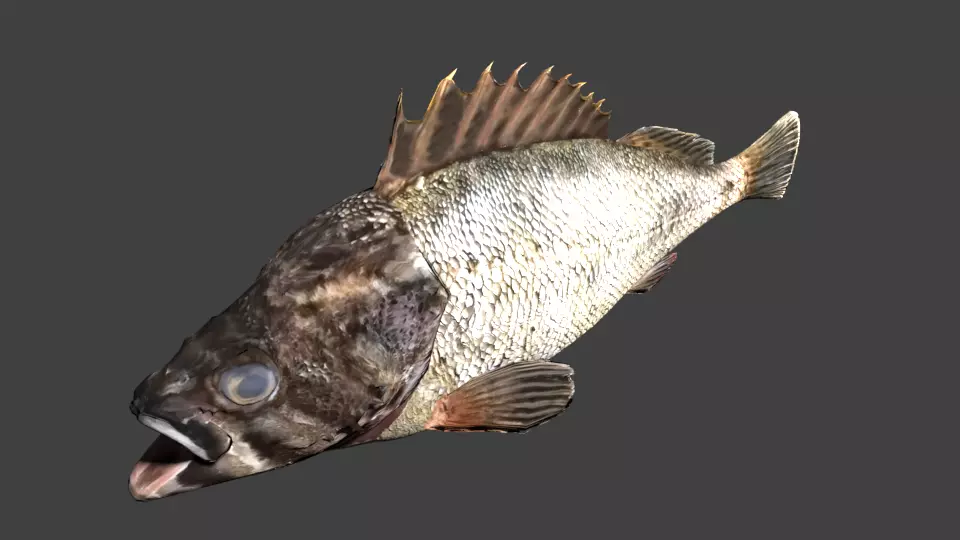 Black rockfish Low-poly 3D model_0