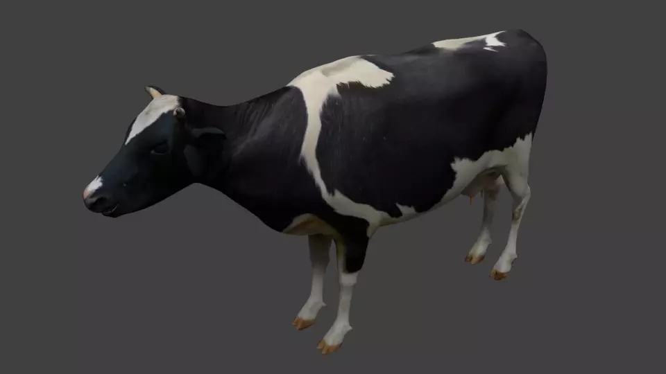 Cattle cow Low-poly 3D model