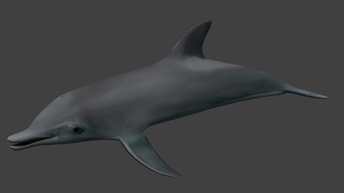 Dolphine dolphin Low-poly 3D model