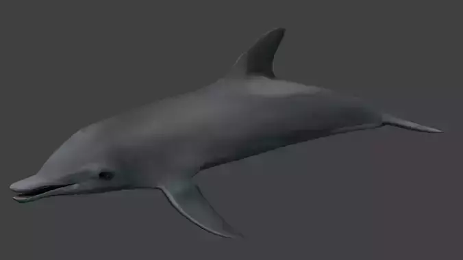 Dolphine dolphin