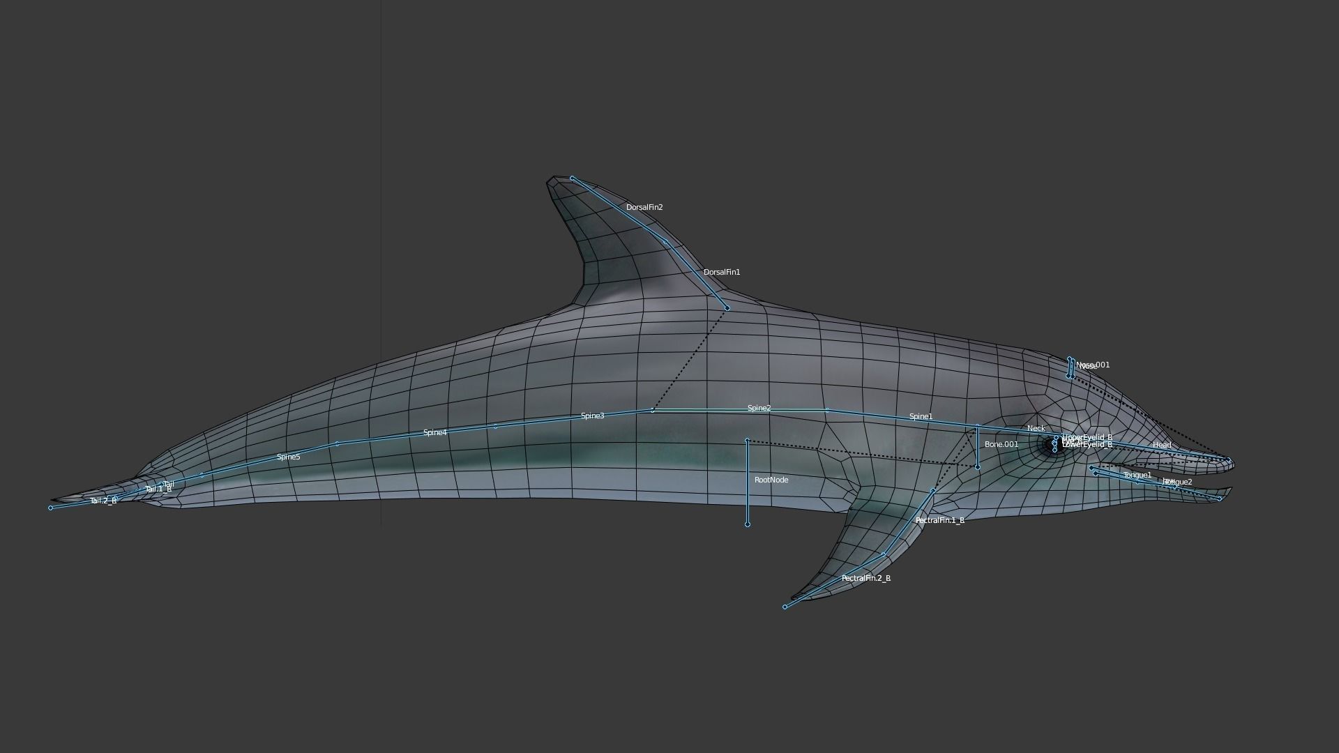 Dolphine dolphin Low-poly 3D model_5