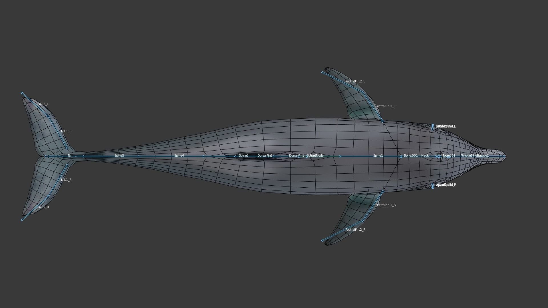 Dolphine dolphin Low-poly 3D model_6