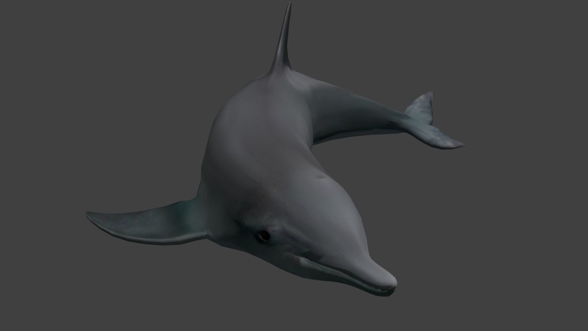 Dolphine dolphin Low-poly 3D model_4
