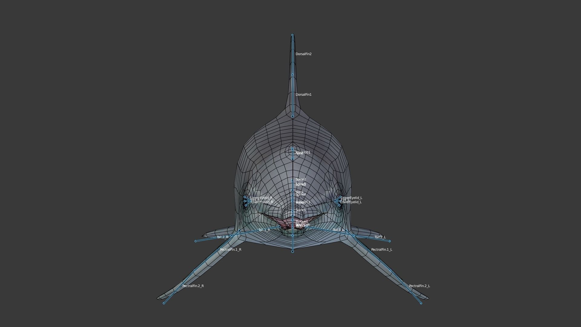 Dolphine dolphin Low-poly 3D model_7