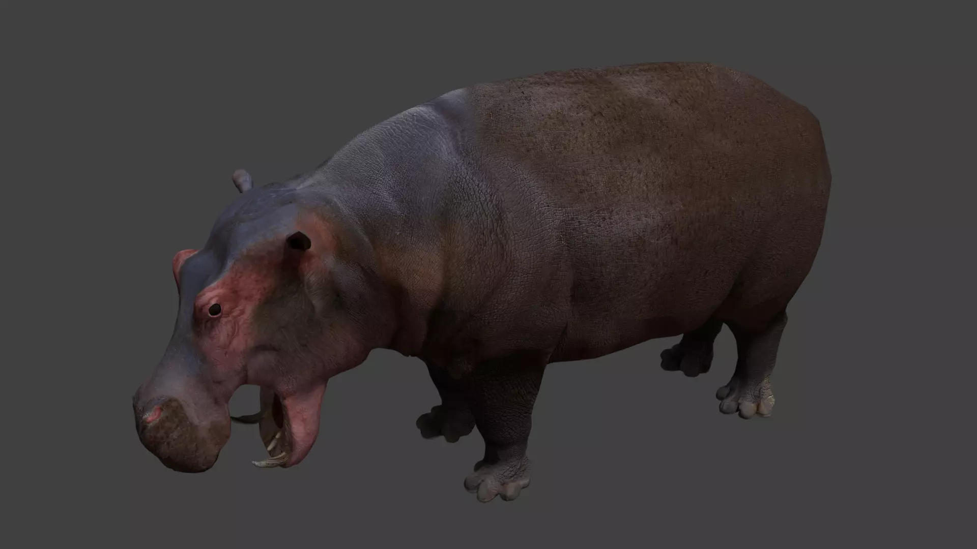 Hippopotamus Low-poly 3D model_0