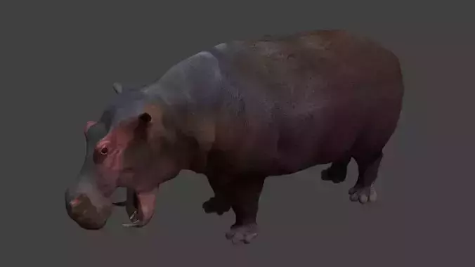 Hippopotamus Low-poly 3D model