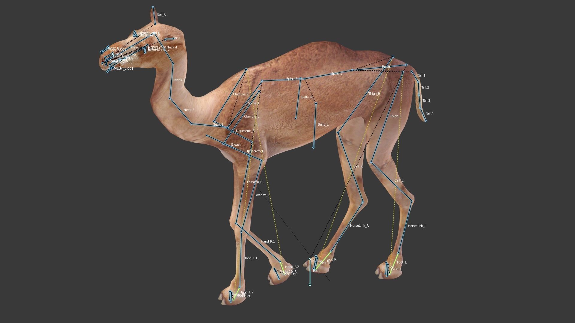Camel Low-poly 3D model_7