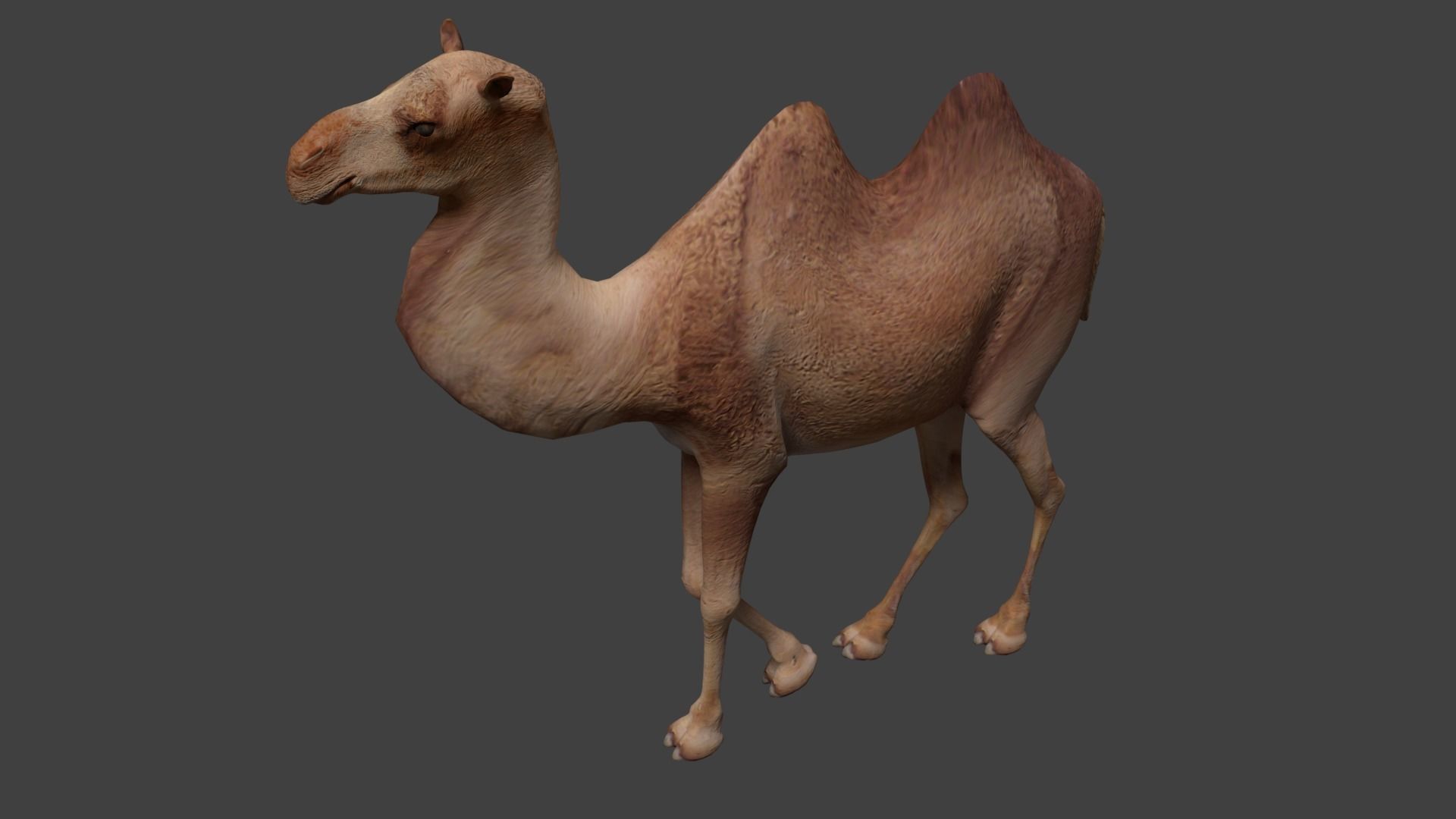 Camel Low-poly 3D model_3